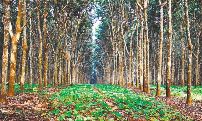 發展產業調研】林下生金AG真人app【高質量(圖1)