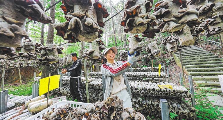 發展產業調研】林下生金AG真人app【高質量(圖3)